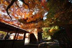 天祐寺の紅葉