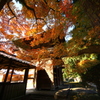 天祐寺の紅葉