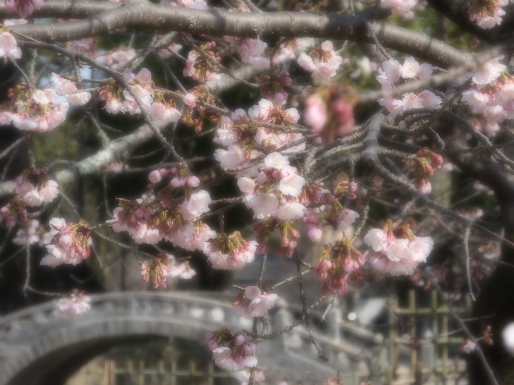 諫早公園の大寒桜