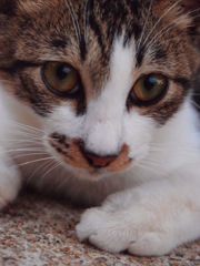じーと見つめて