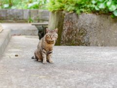 野良君