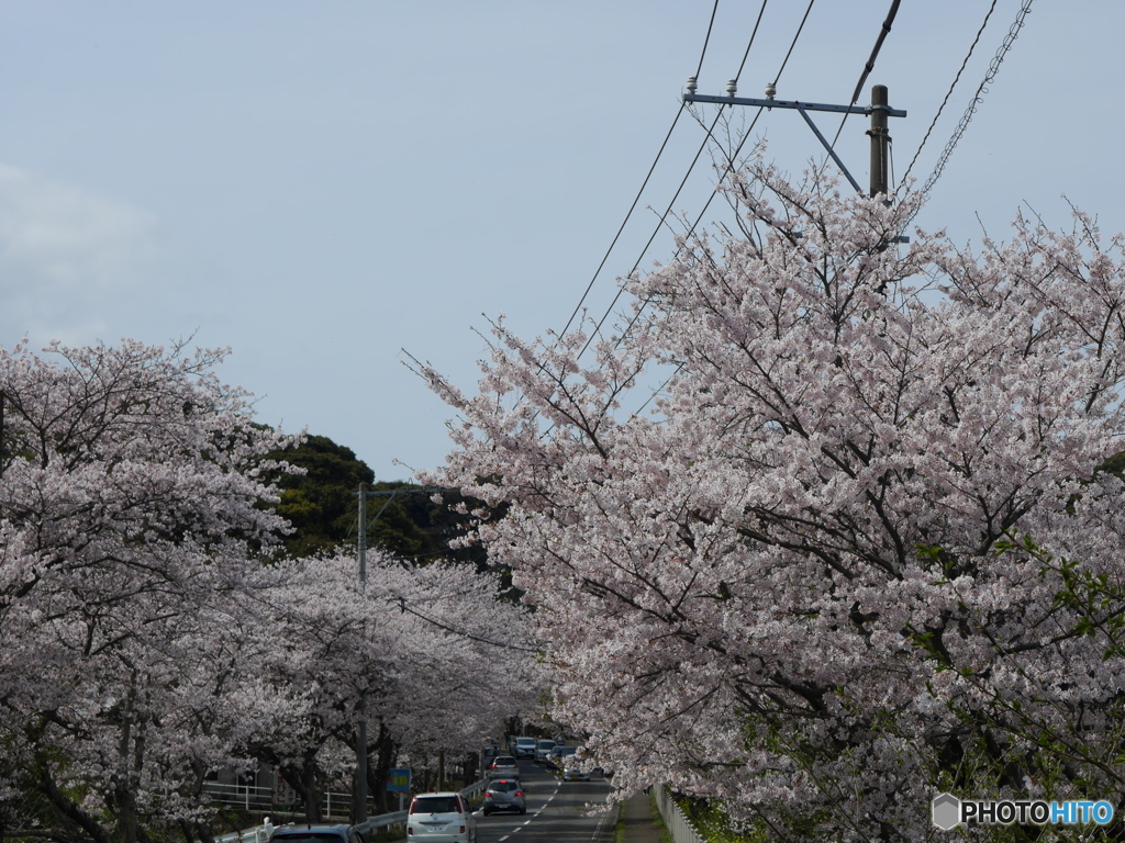 桜通り