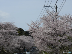桜通り