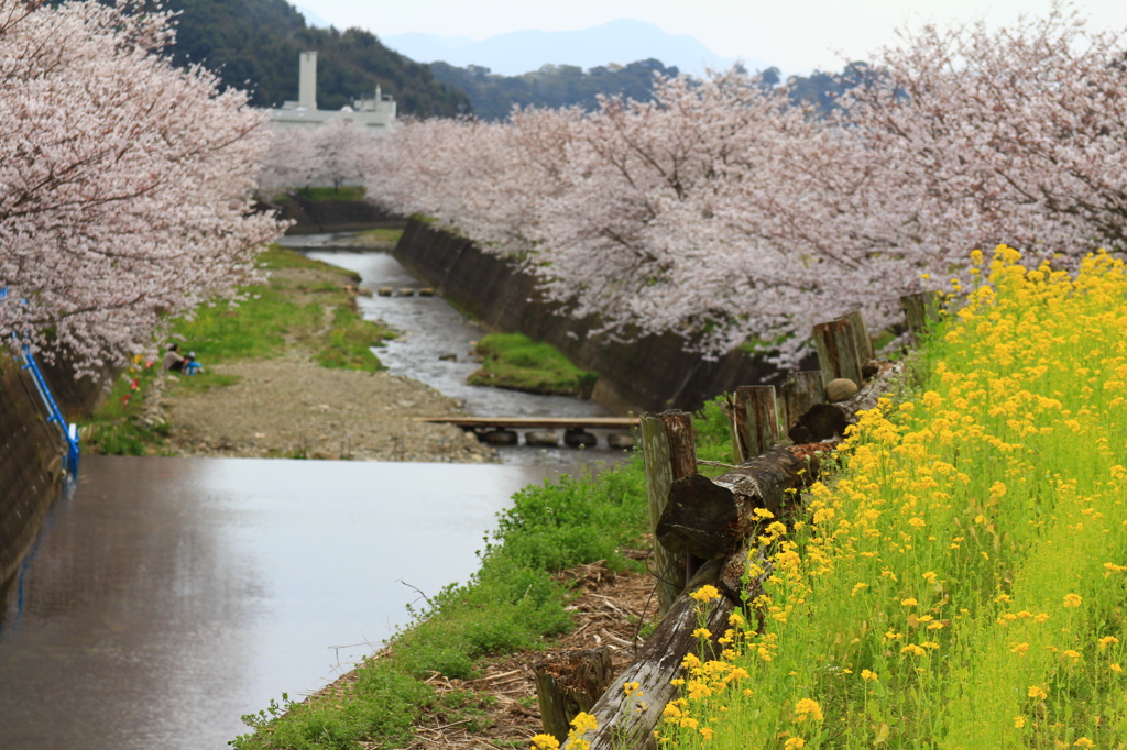 戸根川の桜