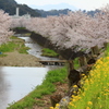 戸根川の桜