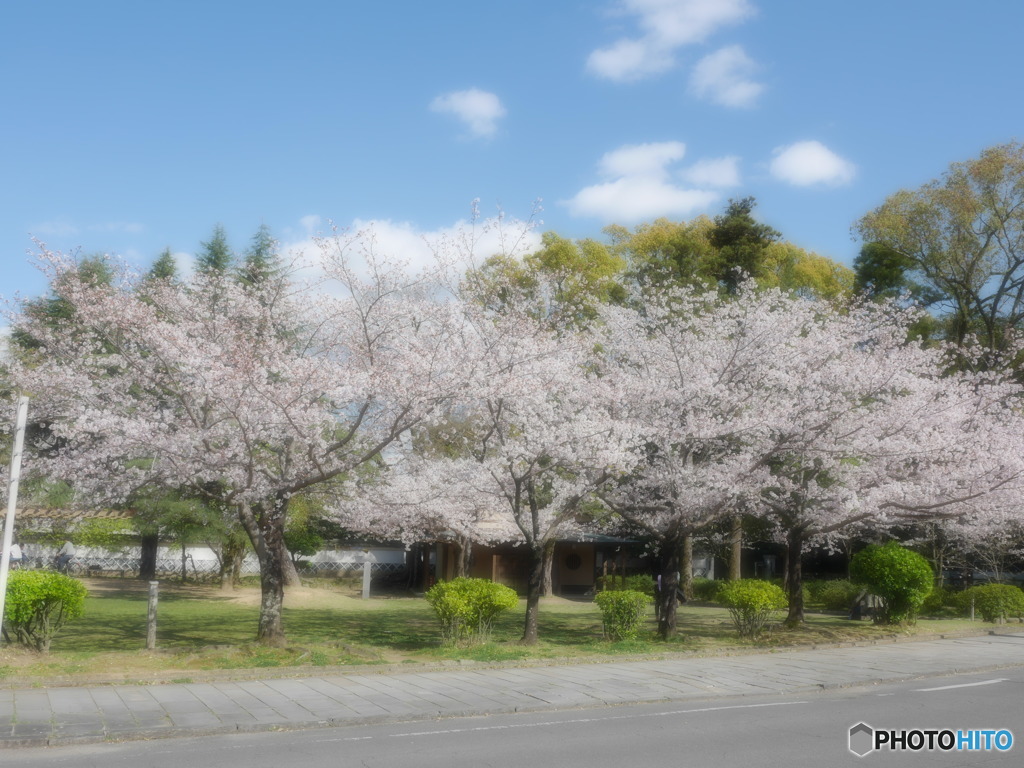 ソメイヨシノ