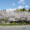 ソメイヨシノ