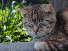 ジュニア