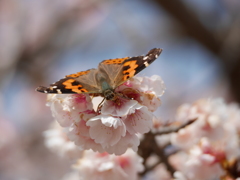 大寒桜