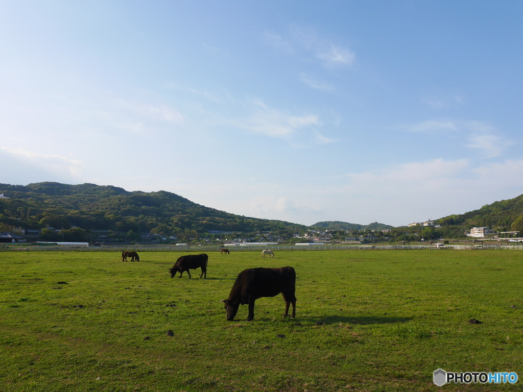 ふれあい牧場