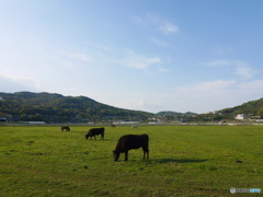 ふれあい牧場