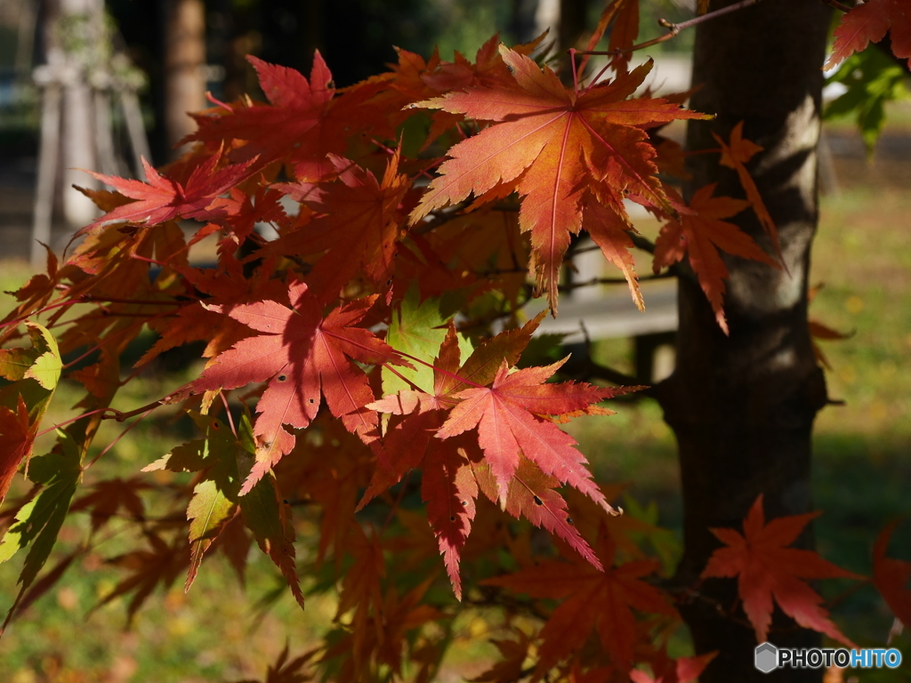 小さな紅葉