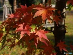 小さな紅葉