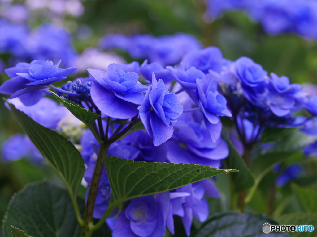 庭の紫陽花