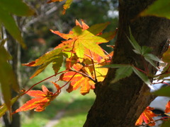 紅葉らしきもの