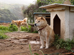 こっち見ないで！