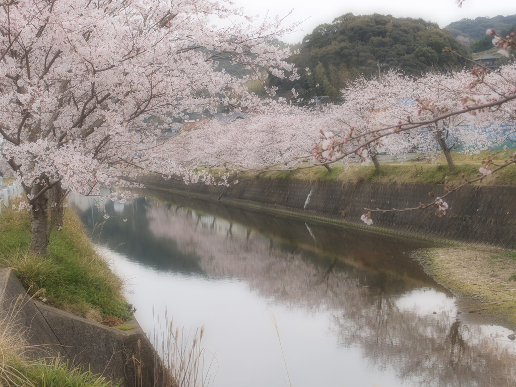 川辺の桜