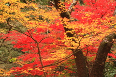 今年最後の紅葉