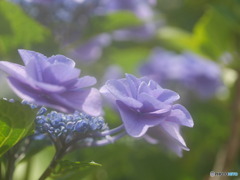 庭の紫陽花