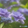 庭の紫陽花