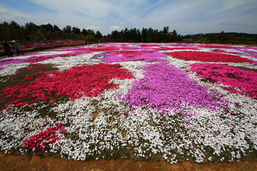 芝桜の絨毯