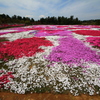 芝桜の絨毯