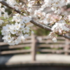 ソメイヨシノ