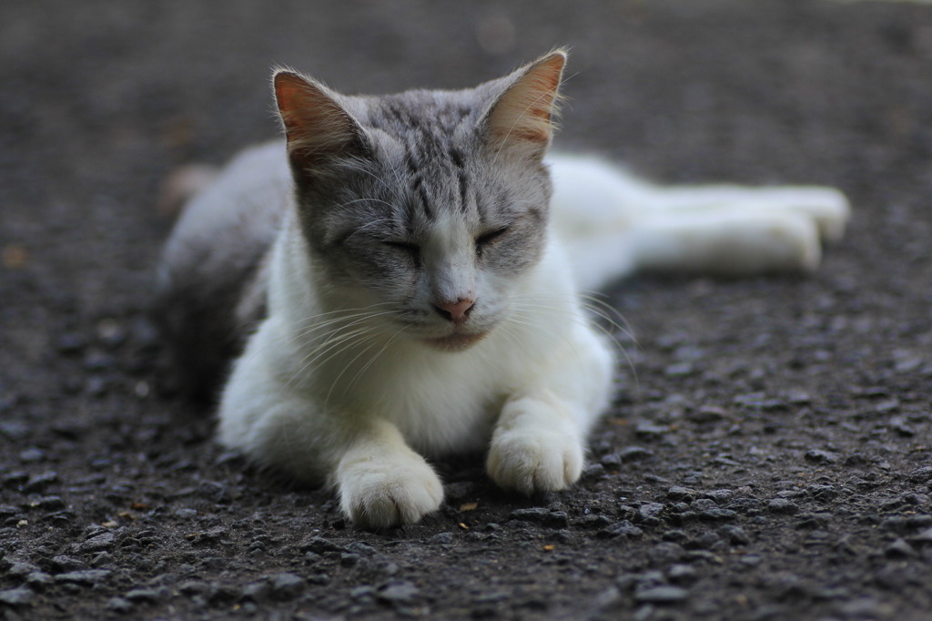 愛猫チャチャ