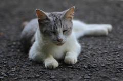 愛猫チャチャ
