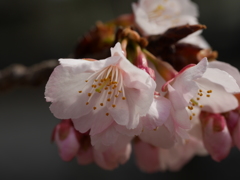 大寒桜