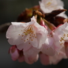 大寒桜