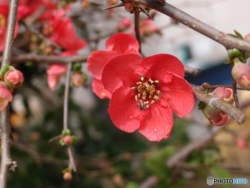 木瓜の花