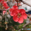 木瓜の花