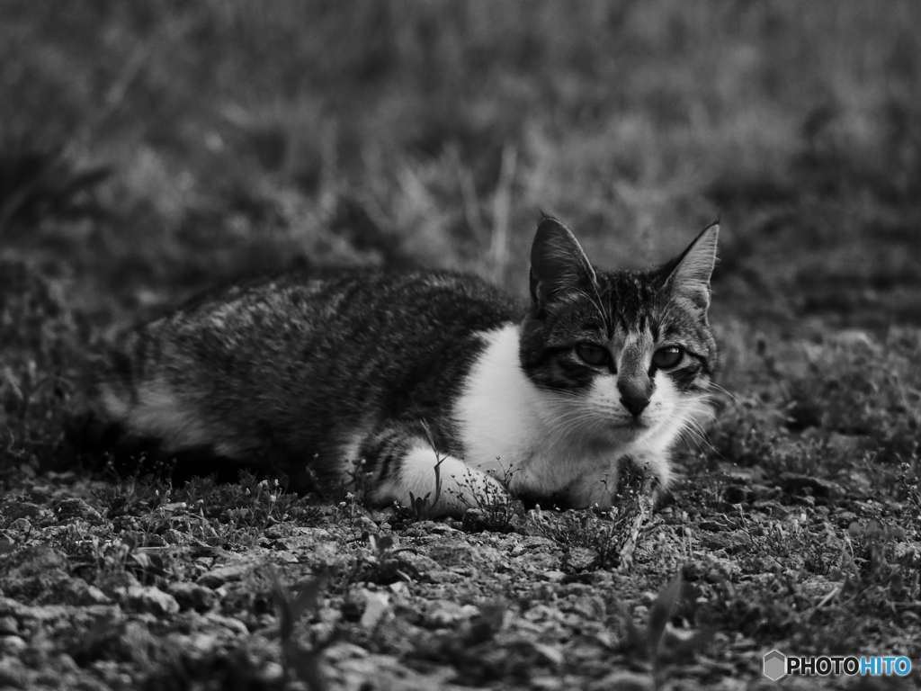 のら猫
