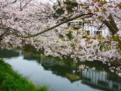 戸根川の桜