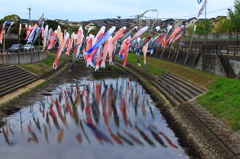 真崎川鯉のぼり