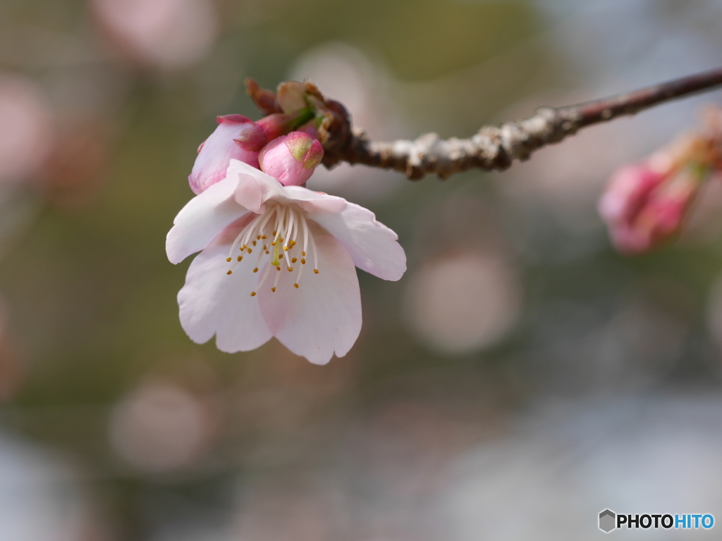 大寒桜