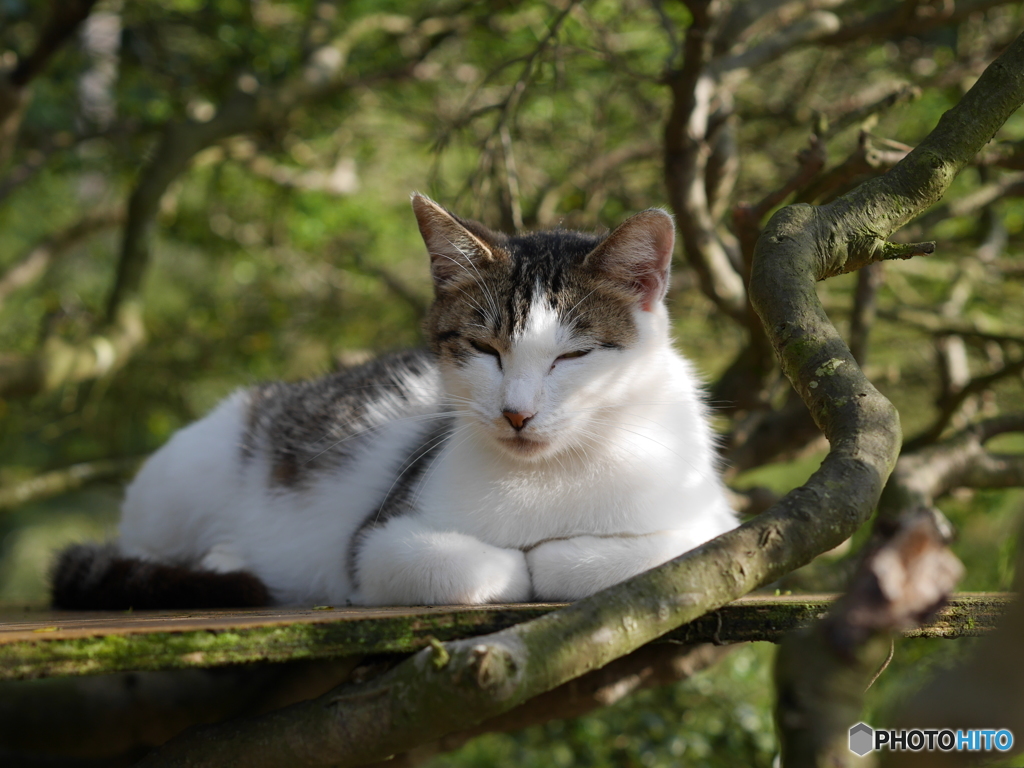 GWの猫
