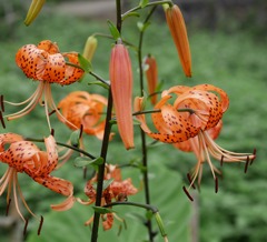 鬼百合