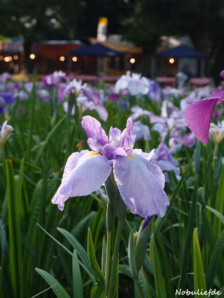 花菖蒲