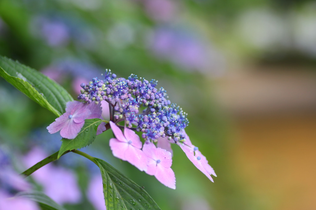 紫陽花