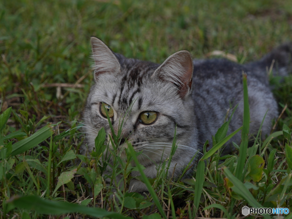 愛猫