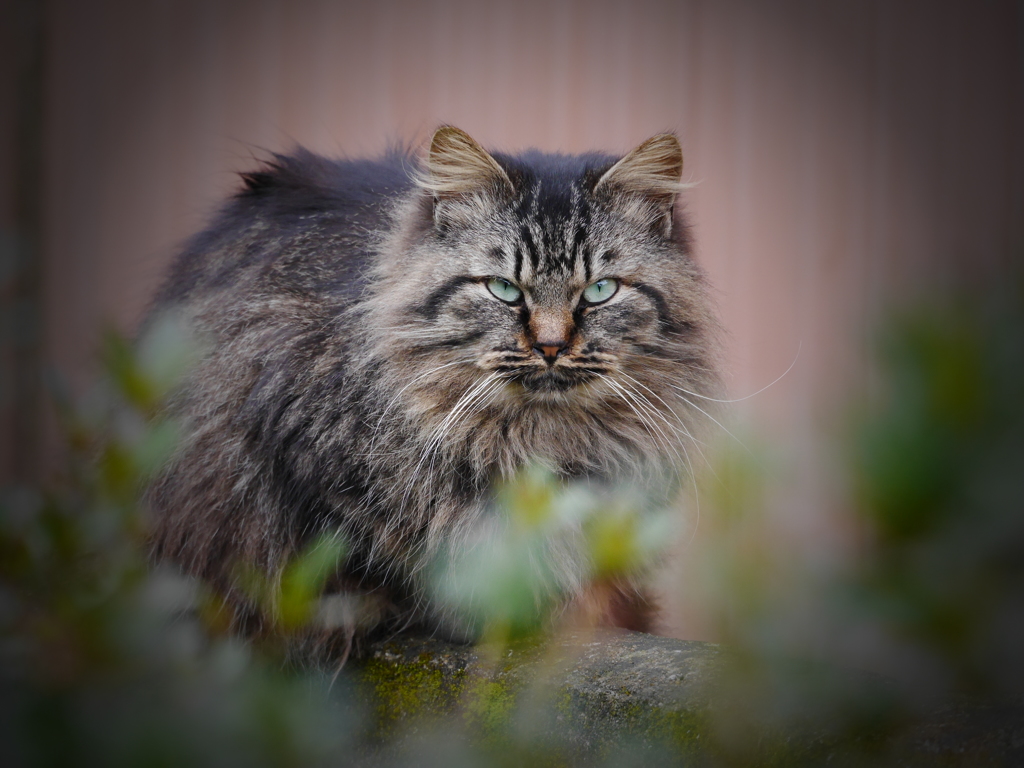 WILD CAT
