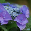 紫陽花