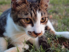 tony