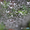 梅雨