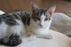 猫をモデルに