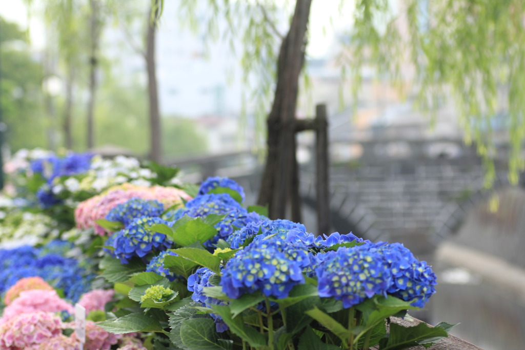ながさき紫陽花祭り