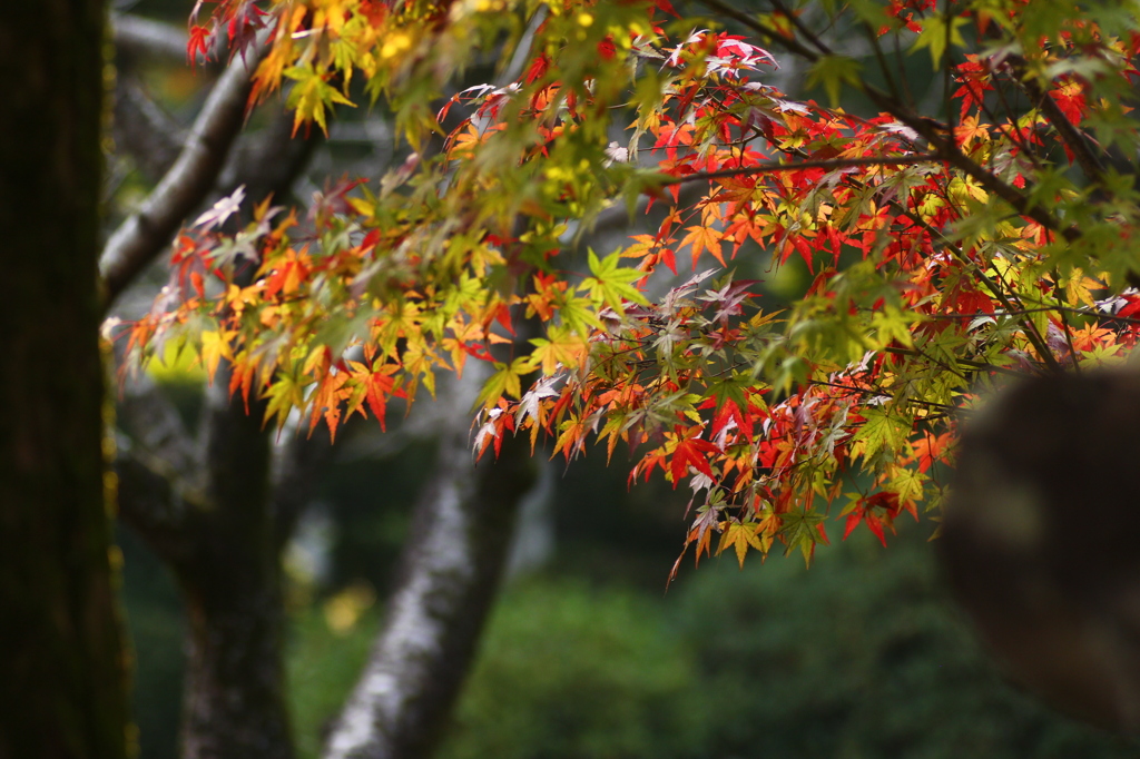 紅葉
