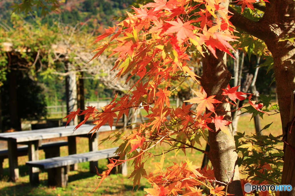 秋の公園